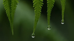 Bandari - The Secret Forest God