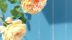 向日葵 & ふぁがじー