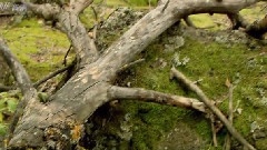 风景,音乐短片 - 黑龙江