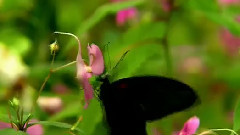 降央卓玛 - 西海情歌