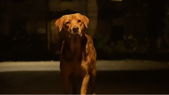 影视原声 - 电影<白色上帝> 预告片