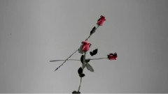 Adda - Nu Plange Ana