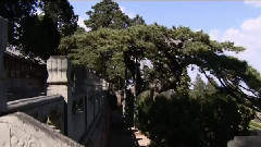 豆豆 - 美丽北京