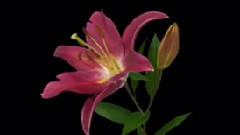 Michel Pépé - Michel Pepe - Dans la Presence du Coeur