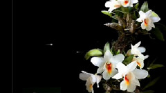 Yanni - 和兰花在一起