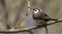 风景,音乐短片 - 波奴鲁鲁国家公园