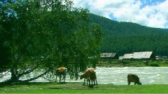 风景,音乐短片 - 新疆喀纳斯风光