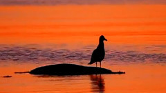 Giovanni Marradi,音乐短片 - Sunrise,Sunset