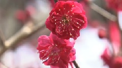 Four Seasons In Kyoto