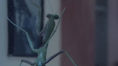 Big Scary - Twin Rivers