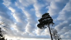 Yanni,音乐短片 - Nightingale