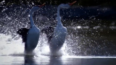 Maksim Mrvica - Leeloo´s Tune