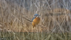 Bandari - Nightingale Serenade