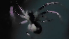 欧美群星 - Veins