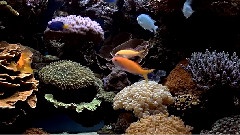 Kenny G,音乐短片 - Going Home