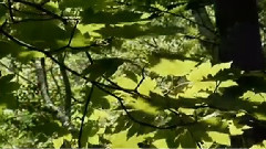 Secret Garden - Poeme