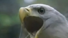 Bandari - 老鹰之歌