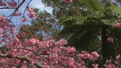 风景 - 樱花之春