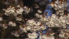 风景 - 樱花与琵琶湖
