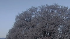 风景 - 樱花四月