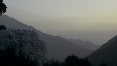 风景 - 樱花独语