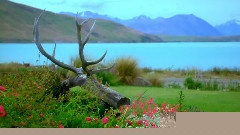 Bandari,轻音乐 - Kiss Of A Fairy