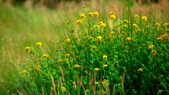 Bandari,轻音乐 - Adagio In Minor