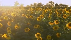 风景 - 希望之城