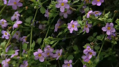 Bandari,音乐短片,风景,轻音乐 - Fly Away