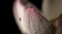 Bandari,音乐短片,风景,轻音乐 - 珍珠神殿