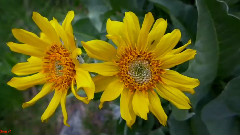 Giovanni Marradi - Elvira Madigan