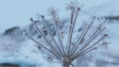 Ernesto Cortazar - Beethoven's Silence