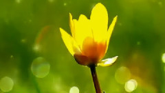 Yanni,音乐短片 - The Rain Must Fall