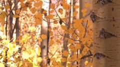 陈蓉晖 - 情深无边