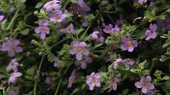 Bandari,音乐短片,风景 - My Song For You