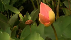 Bandari,轻音乐,音乐短片,风景 - Melody Of Hope