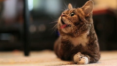 Virtual One-On-One Facetime With Lil BUB