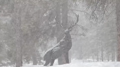 风景 - A Peaceful Snow