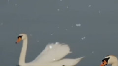 Giovanni Marradi - Snowfall