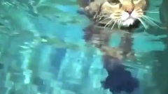 二货喵星人大集锦