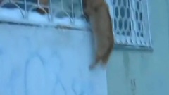 猫咪搞笑视频集锦