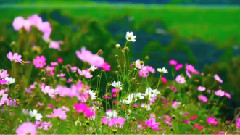 Yanni - In The Morning Light