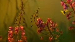 Secret Garden - When Darkness Falls