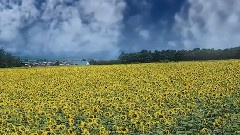 Giovanni Marradi - Caruso