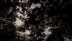 Leo Leoson - On The Prowl