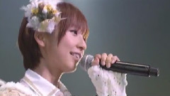 真夏のクリスマスローズ AX