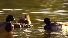 Andre Gagnon - Reves