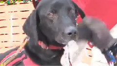 ペットの王国 ワンだランド