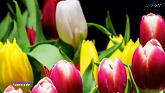 Giovanni Marradi,音乐短片 - Sarabande