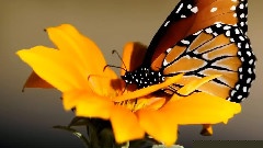 Bandari,轻音乐 - The Purple Butterfly